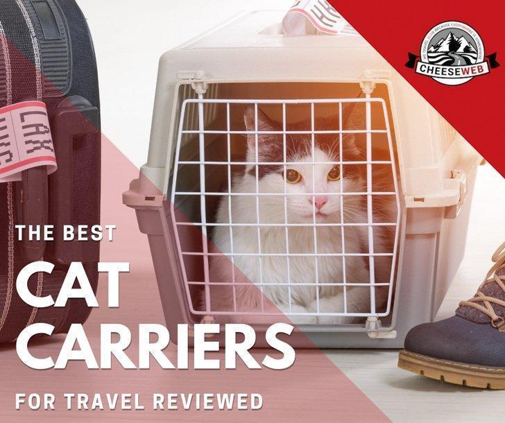 best cat airline carrier